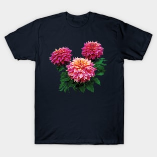 Dahlias - Pink Dahlias, Kidd's Climax T-Shirt
